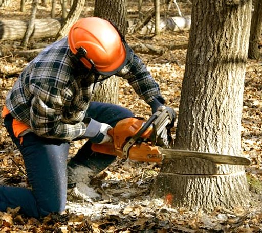 Tree Removal in Loyall, KY